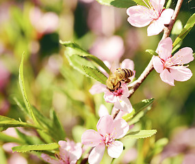 Image showing Bee on a flower 