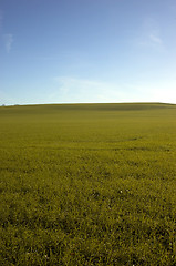 Image showing Green field