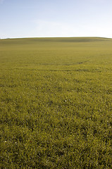 Image showing Green field