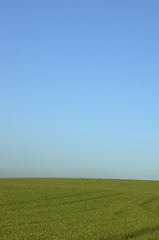 Image showing Green field