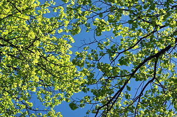 Image showing Green leaf