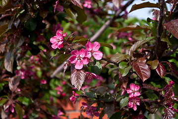 Image showing Pink flowers of an Apple tree.