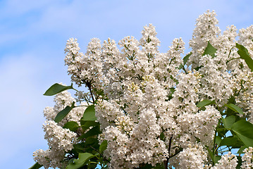 Image showing Lilac flowers on blue.