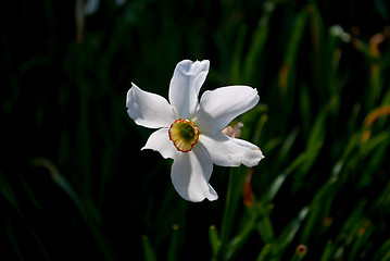 Image showing Flower narcissus.