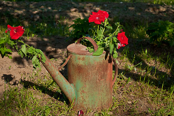 Image showing Flowers in an old watering can.