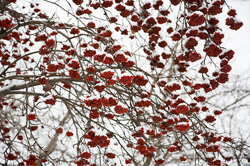 Image showing Ashberry under snow