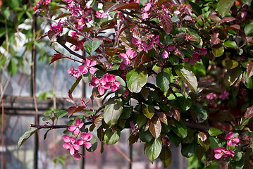 Image showing Pink flowers of an Apple tree.