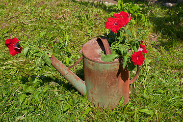 Image showing Flowers in an old watering can.