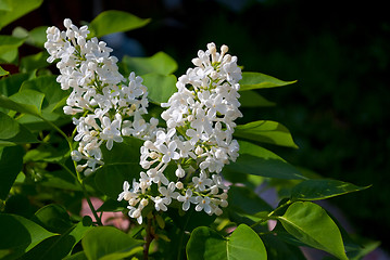 Image showing Lilac flowers on the green.