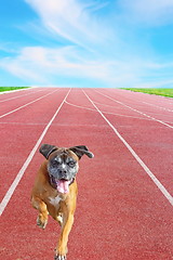 Image showing boxer breed running on sport track