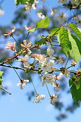Image showing cherry flowers in spring