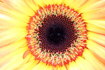 Image showing closeup of a flower