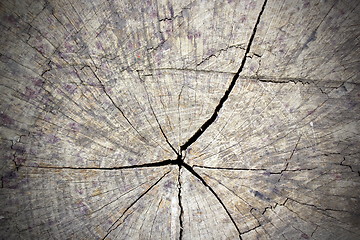 Image showing cracked section of tree trunk