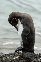 Image showing Galapagos Penguin