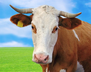 Image showing curious cow portrait