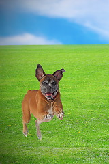 Image showing dog running happy in the field