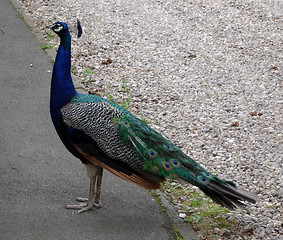 Image showing Peacock