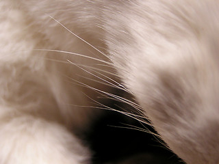 Image showing whiskers