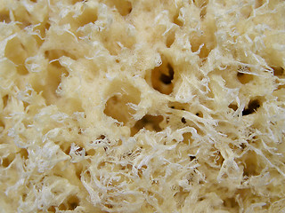 Image showing sponge