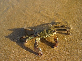 Image showing ''Crab 1''