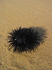 Image showing ''Sea urchin 1''