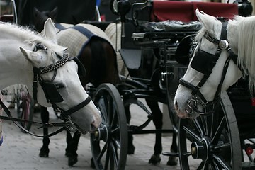 Image showing Horses talking