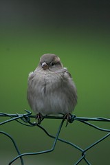 Image showing Sparrow sitting on fence
