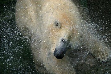 Image showing Polar bear playing