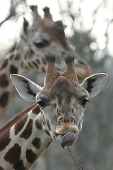 Image showing Giraffe portrait