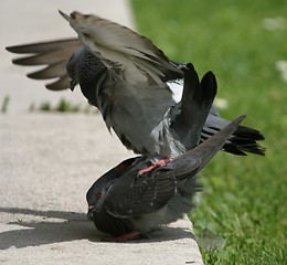 Image showing Pigeons mating