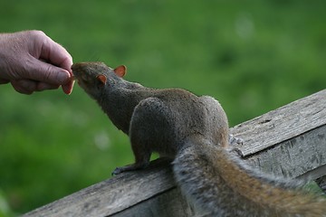 Image showing Squirrel eating nut