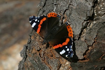 Image showing Butterfly