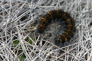 Image showing larvae