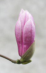 Image showing Spring flower