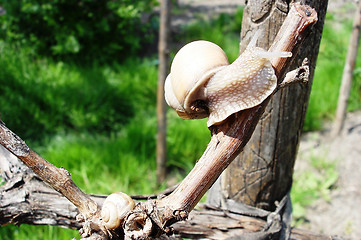 Image showing Snails Creeping on a Grapevine