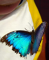 Image showing Butterfly on Board