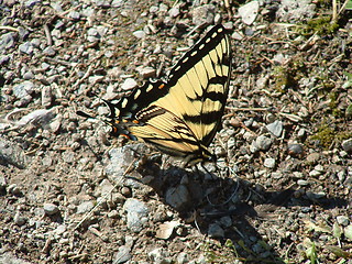 Image showing Butterfly on Stony Beach