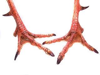 Image showing Pair Of Gobbler Feet