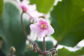 Image showing African violets.