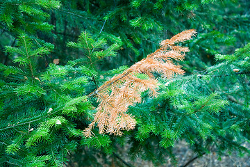 Image showing Fir branch