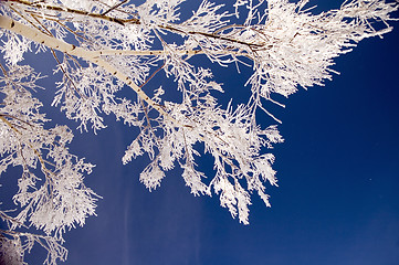 Image showing Hoar frost tree