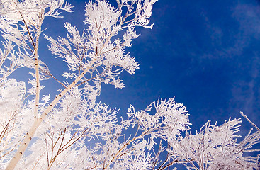 Image showing Hoar frost tree