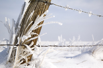 Image showing Hoarfrost on grass
