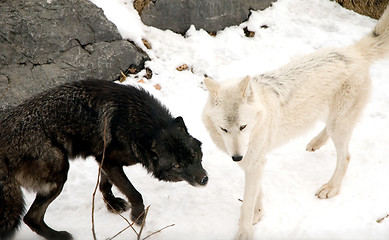 Image showing Timber Wolves