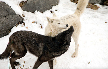 Image showing Timber Wolves