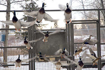 Image showing Flying Ducks