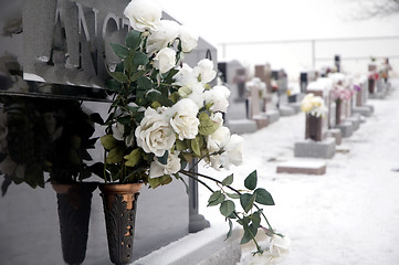 Image showing Cemetery roses