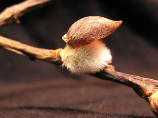 Image showing pussy willow