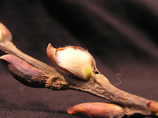 Image showing pussy willow