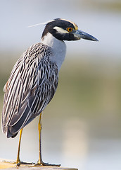 Image showing Yellow-crowned Night Heron